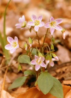 Claytonia s0017p